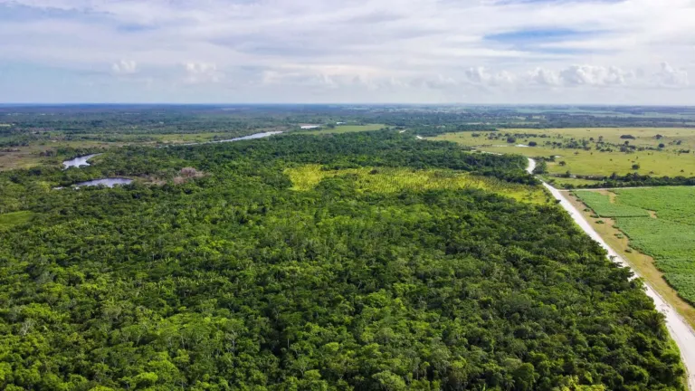 belize farm land plantation for sale featured